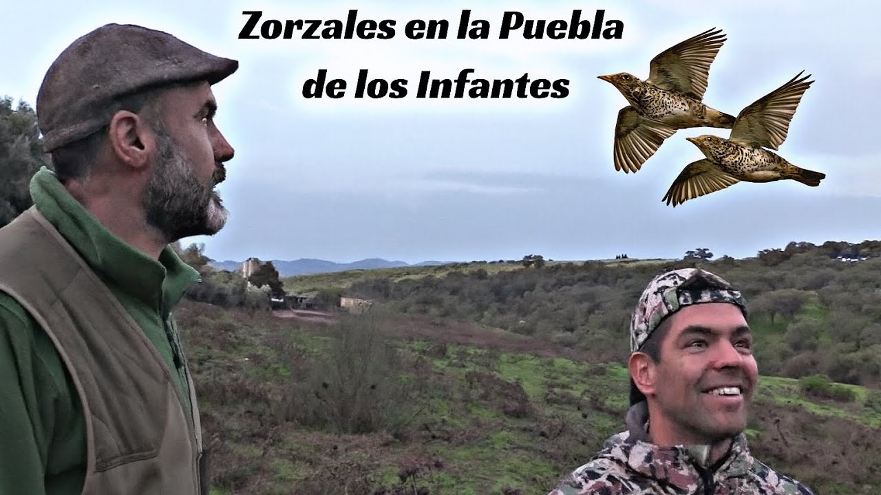 Zorzales en la Puebla de los Infantes