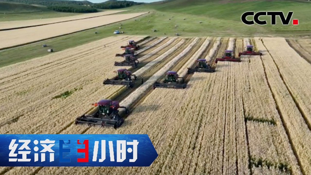 高寒草原种上太空麦种，全年丰收看秋粮 「经济半小时」20220915 | CCTV财经