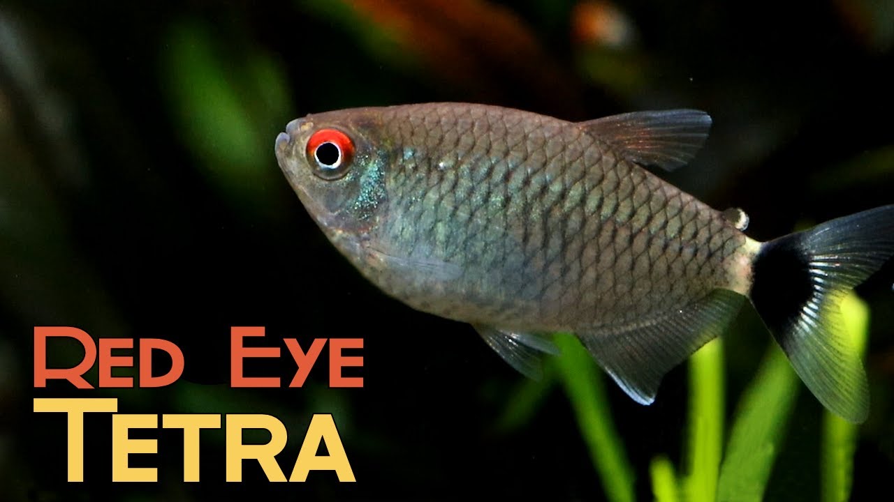 All About Red Eyed tetra (Lamp Eye Tetra): The Easiest Tetra of them All?