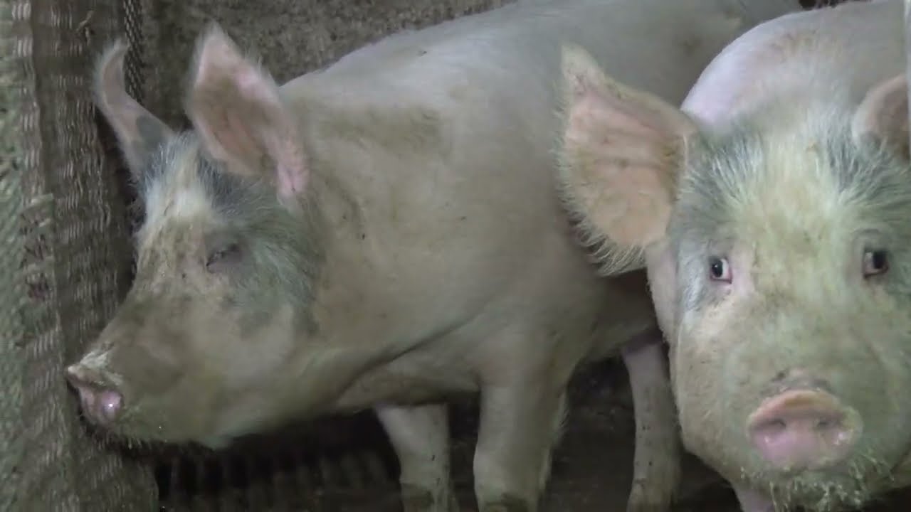 Da li je sreća svinjara KRATKOG DAHA? Farma svinja Desimirovac