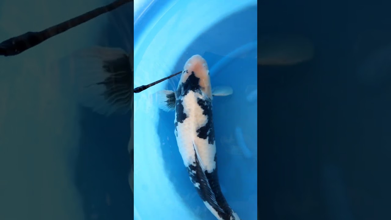Shiro Utsuri Female 65cm. Omosako Koi Farm