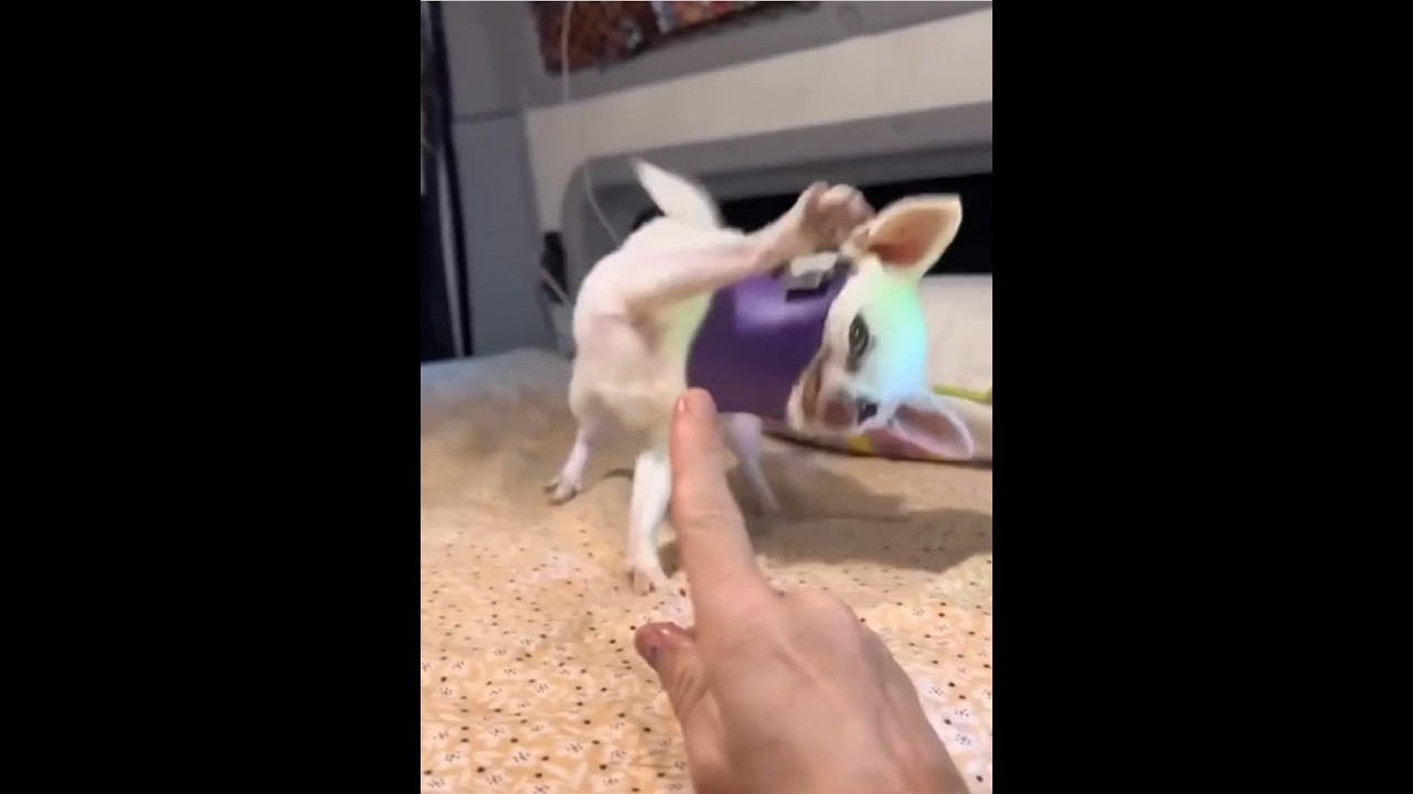 Funniest Animals Caught on Camera 😂 | Try Not to Laugh Challenge