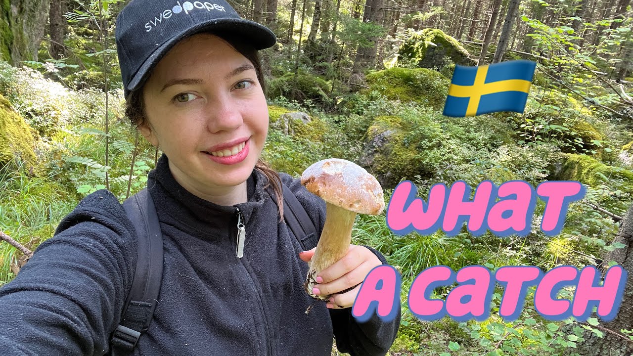 Swedish forest 36: too many mushrooms to take home