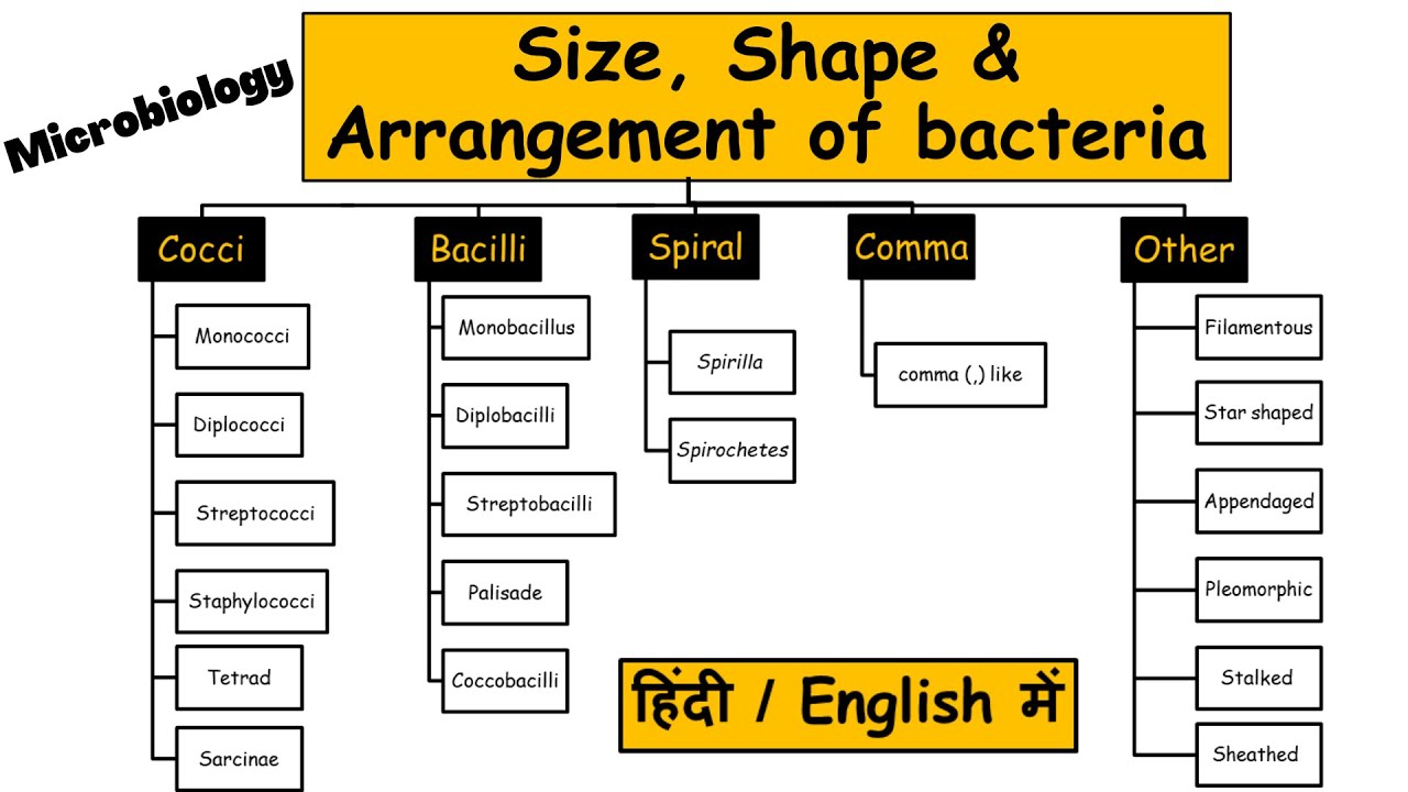 Shape | Size | Arrangement | Bacteria | Microbiology | Hindi