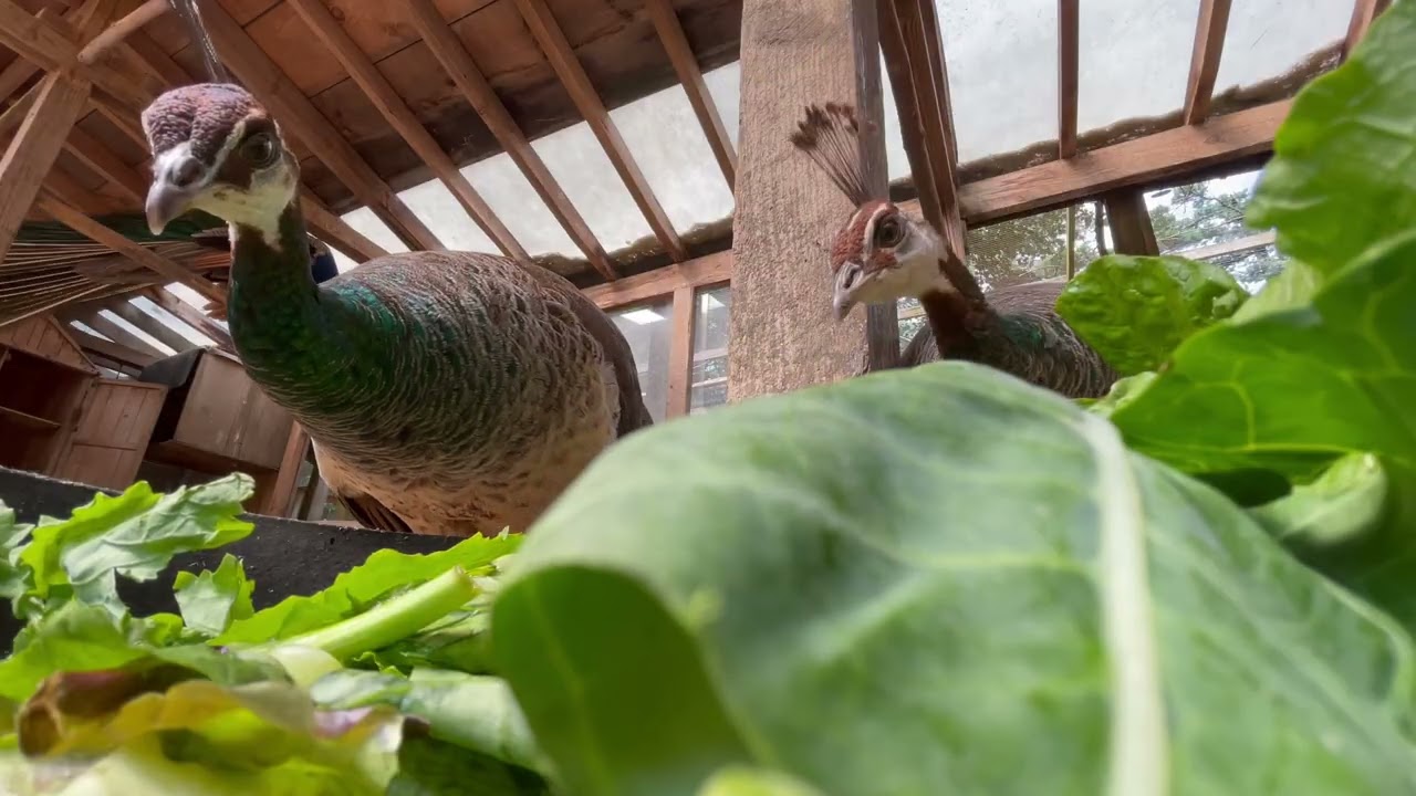 Chickens and Peahens Eating their Veggies 