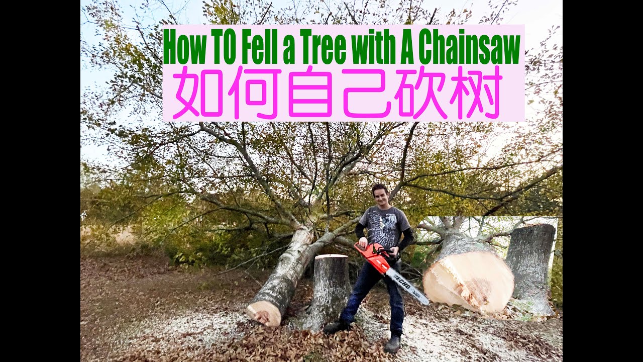 美國人如何院裡砍樹