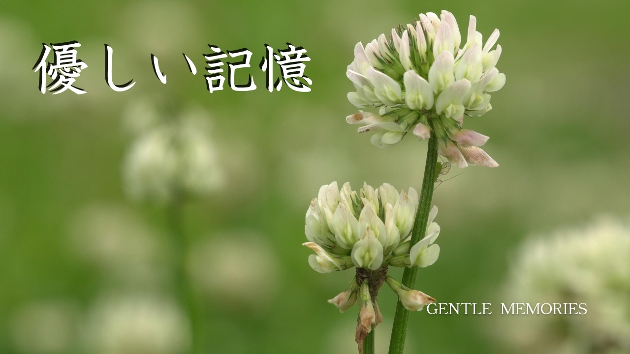 優しい記憶　素朴な草花の風景【里山風景】