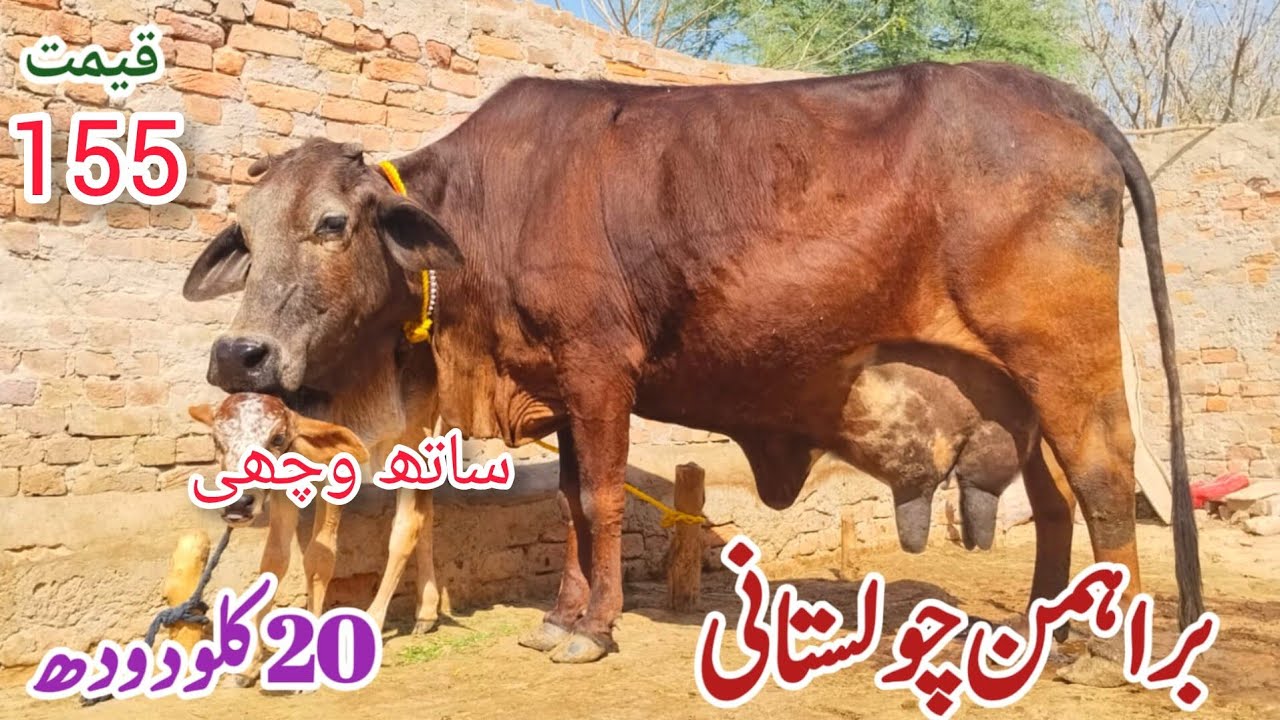 براہمن چولستانی گائے برائے فروخت لائیو چوائی 20لیٹردودھ 8/3/2026#03055692351 