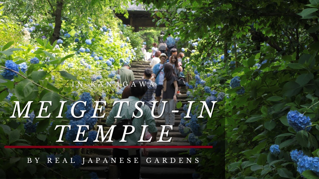MEIGETSU-IN Temple in Kamakura by Real Japanese Gardens 2024 4K HD