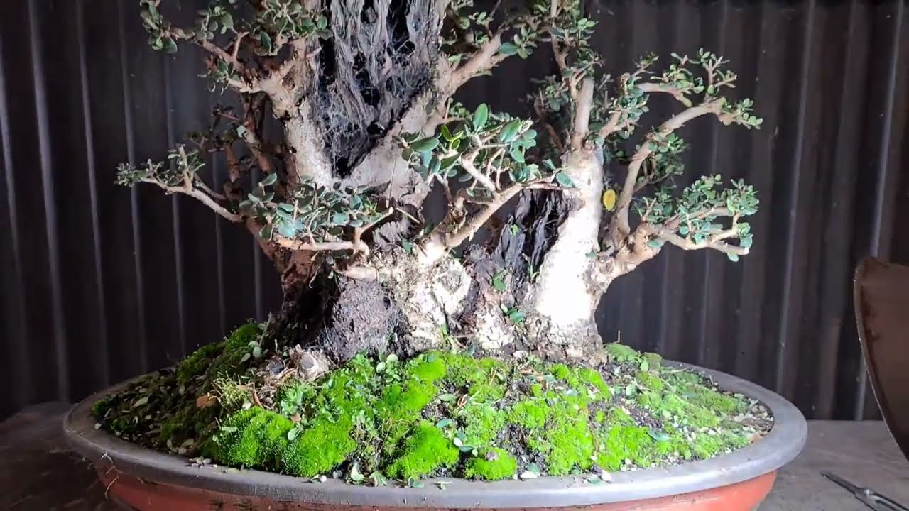 Beautiful old olive gets a freshen up, Aussie Bonsai Bloke