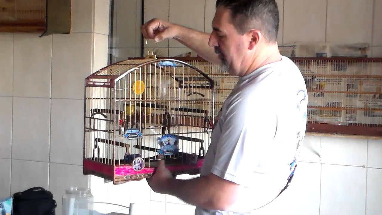 Preparando o Pato para levar ao torneio domingo de manha