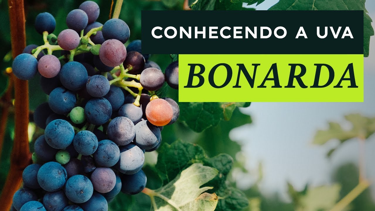 Conhecendo a Uva Bonarda | Aprendendo com a Mistral EP 37