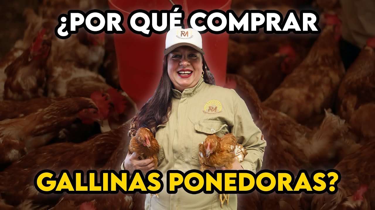 ¿De verdad da plata vender huevos? 🥚💰 Beneficios reales de las gallinas ponedoras con RM