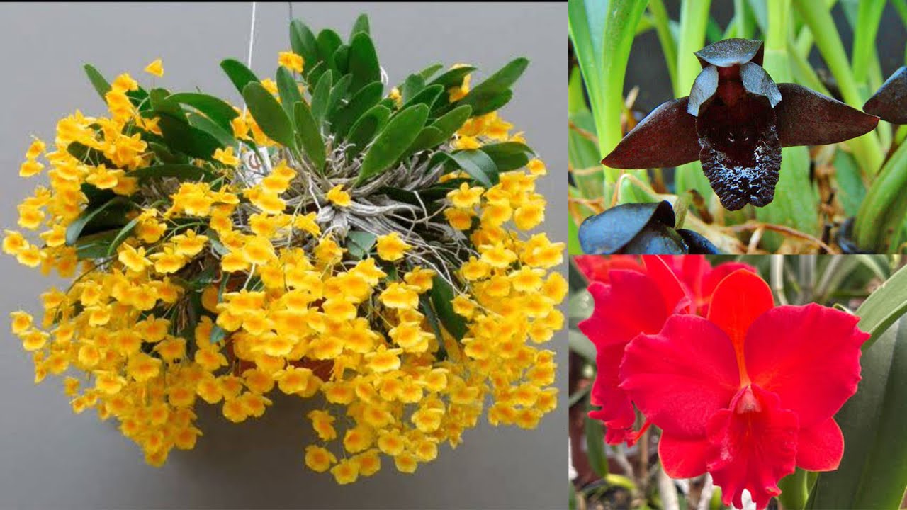 Orquídea Negra, Dendrobium Agregatum é muito mais