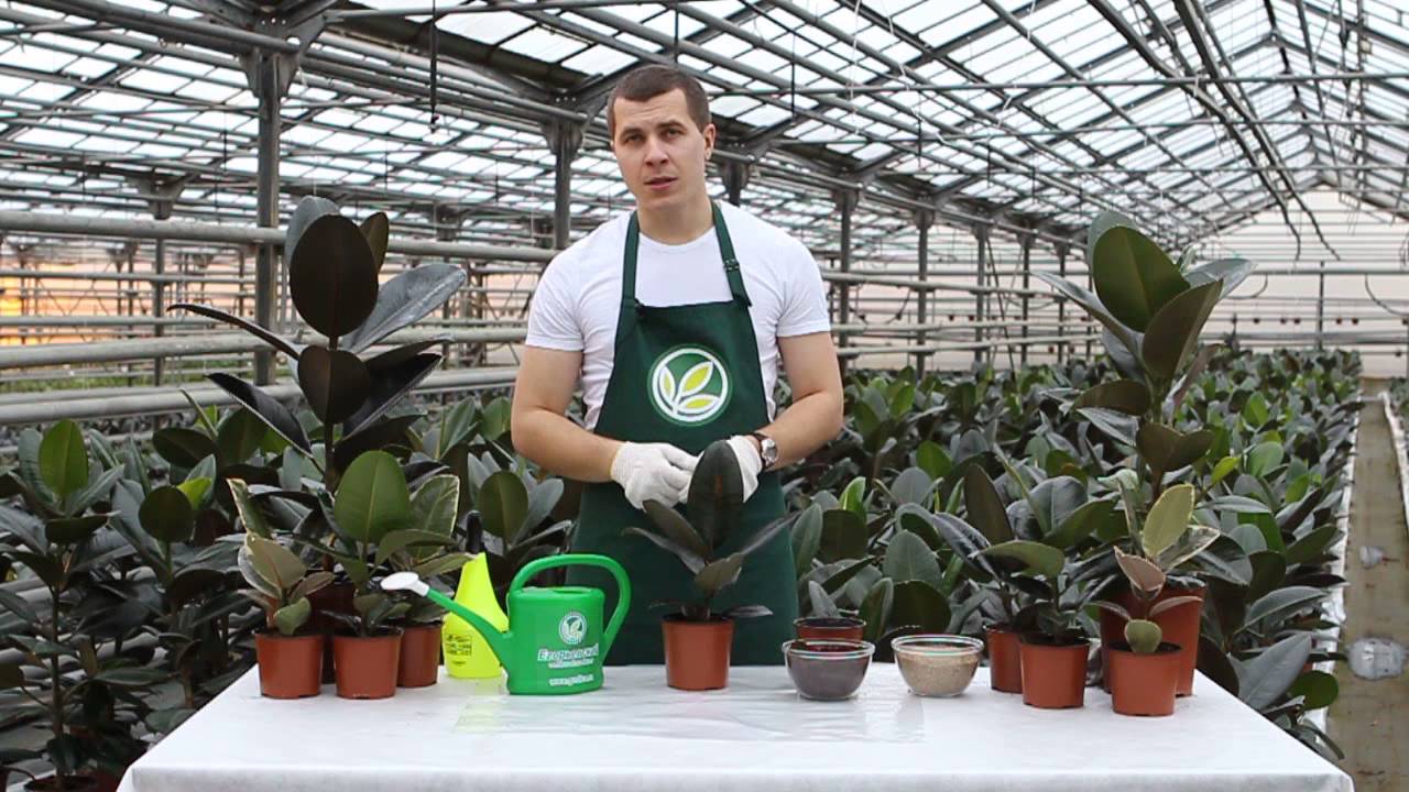 Неприхотливые комнатные растения: Фикус каучуконосный