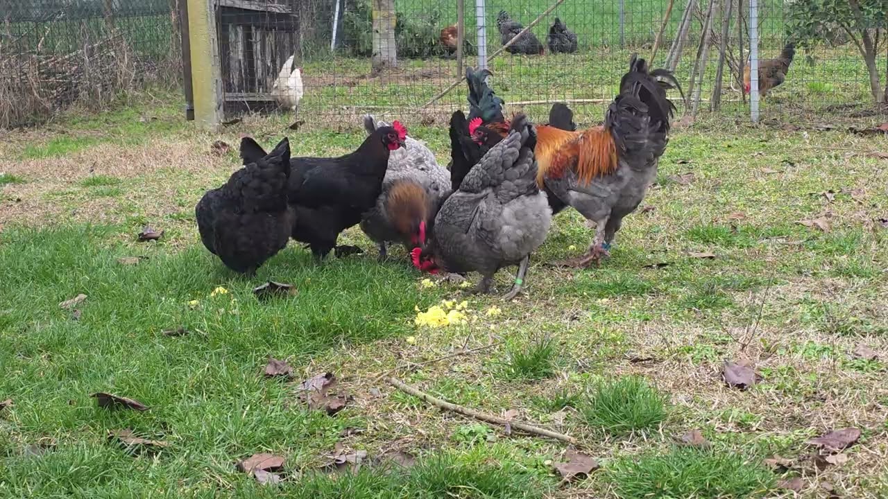 Marans