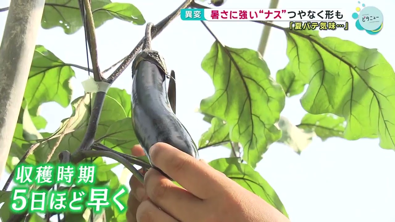 【猛暑】旬を迎えた夏野菜に異変！？ナスは暑さに強いはずなのに...｜HOME広島ニュース