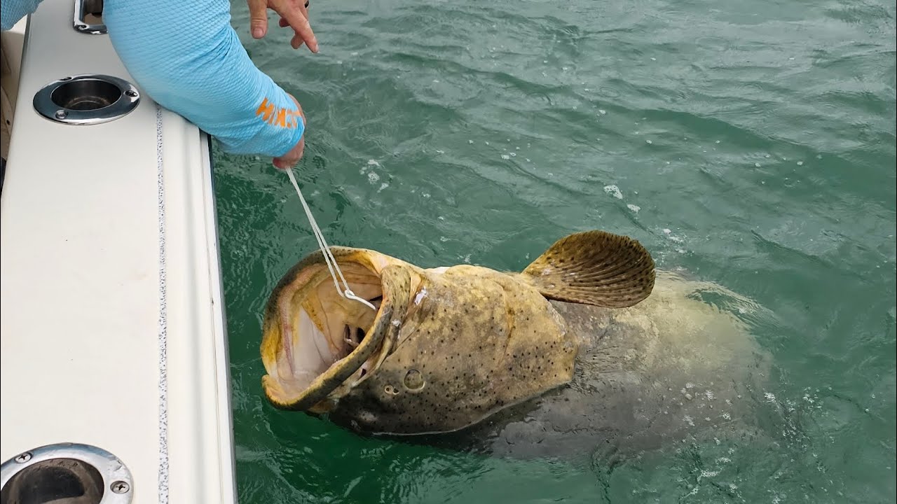 Epic Goliath Grouper fishing in Punta Gorda Boca Grande with Florida Inshore Xtream Charters