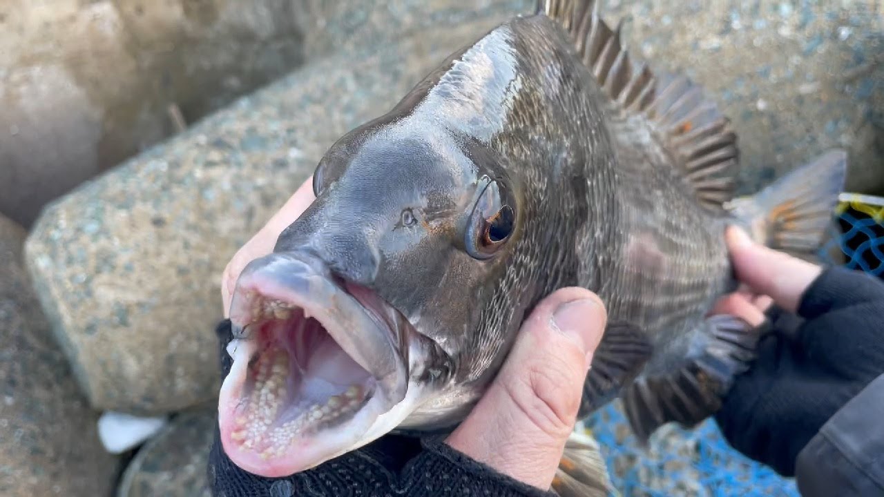 【チヌ釣り】簡単にチヌを釣る方法