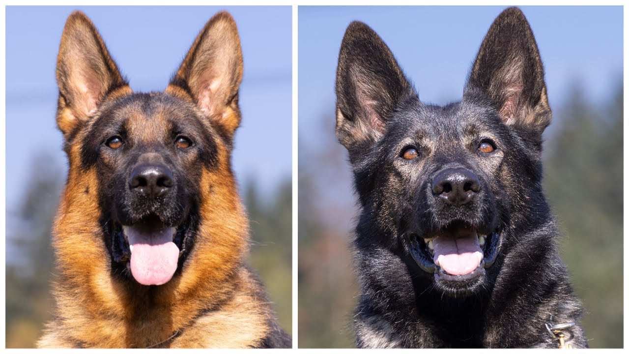 Show Line VS Working Line German Shepherds?