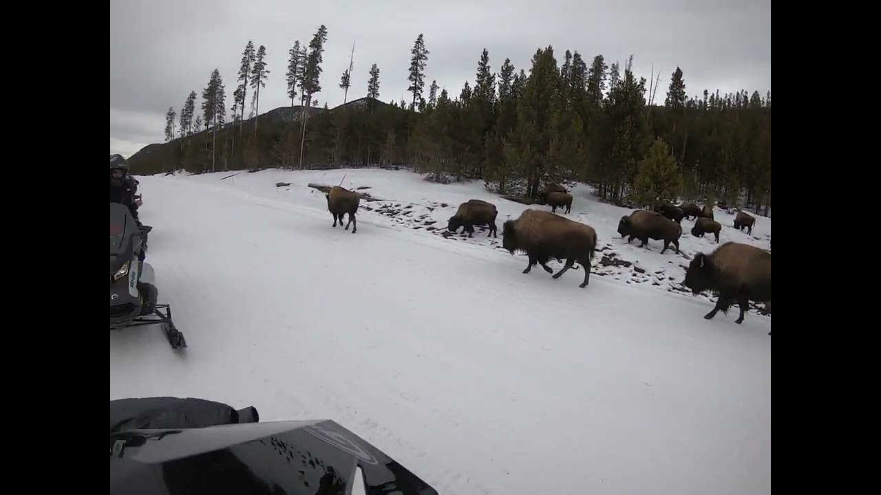 Old Faithful Snowmobile Tour Yellowstone