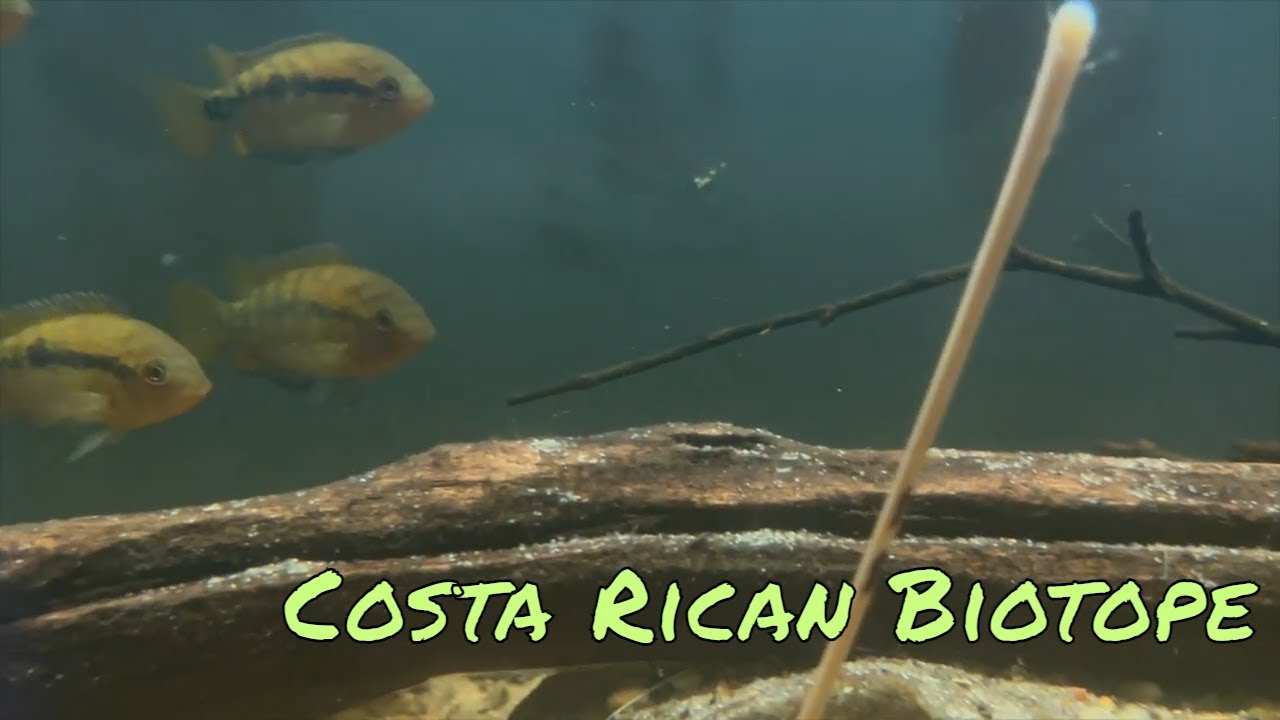 Unleashing The Magic: Explore This San Carlos River Basin Biotope Aquarium!