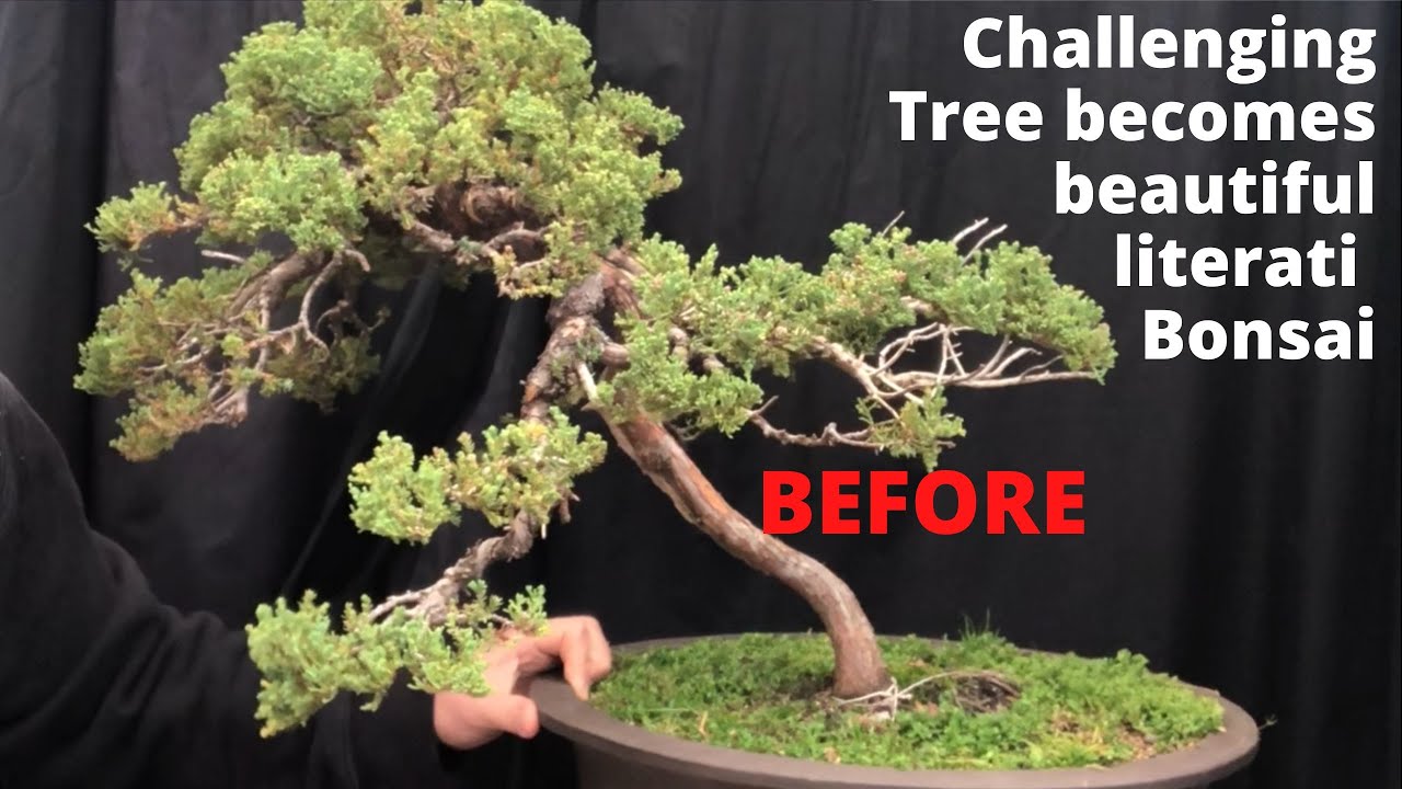 Difficult challenging bonsai becomes beautiful literati bunjin style bonsai Huge transformation