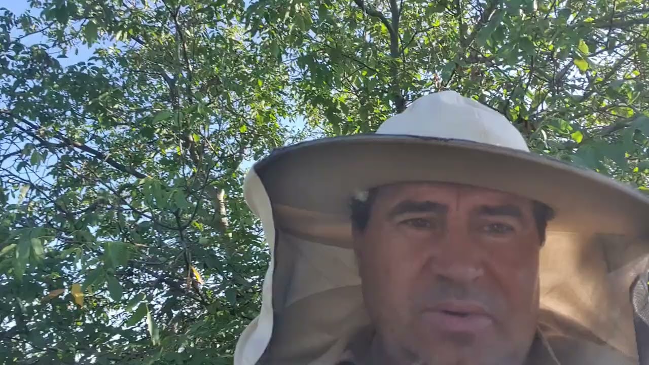 703.Extrag mierea din ramele din corpul de recolta.