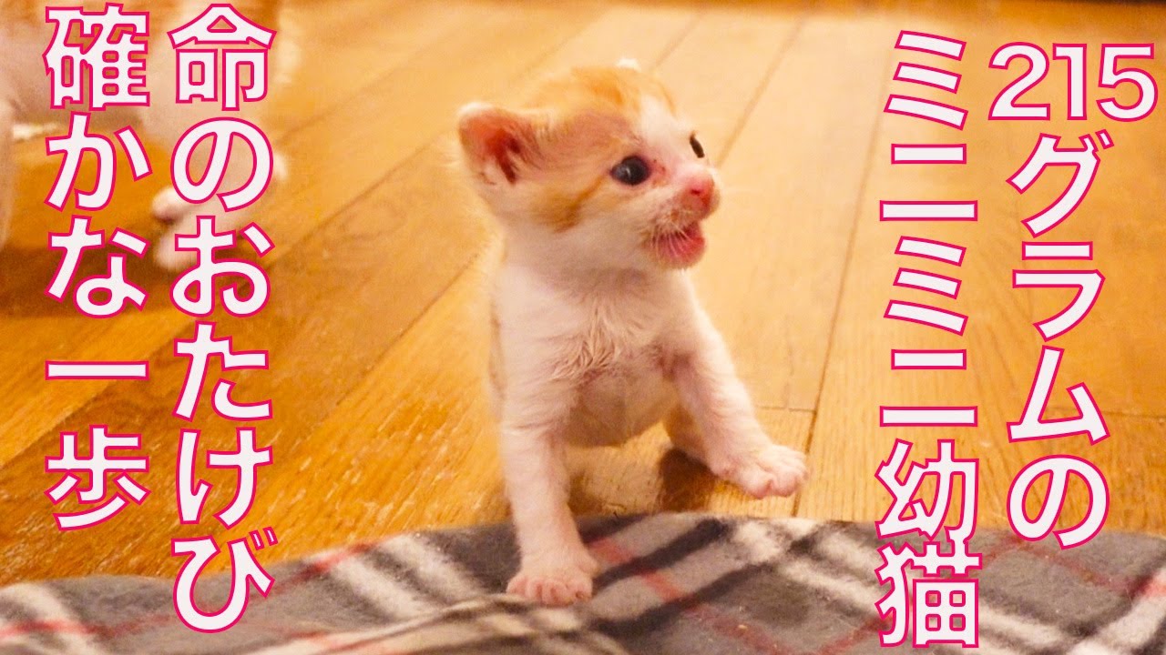 215gのミニミニ幼猫、確かな一歩で歩き出す The too-small kitty's first step