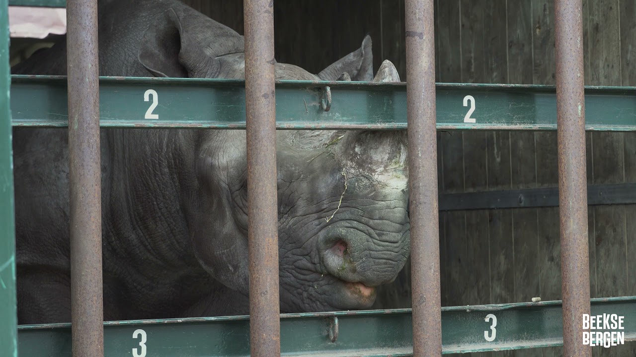 6. Het transport | The making-of: Zwarte neushoorns in het Safaripark