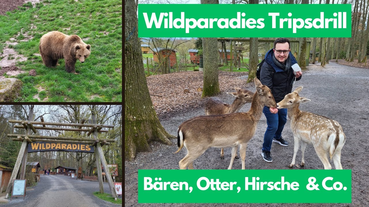 Wildparadies Tripsdrill 2023 | Vlog | Alleine im Tierpark | Wir sehen Bären und andere Wildtiere