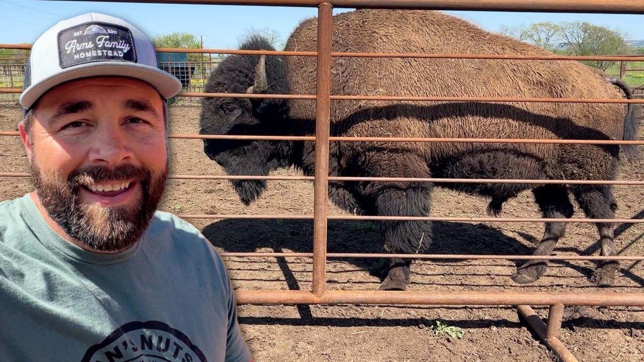 Bison Work Day Craziness!
