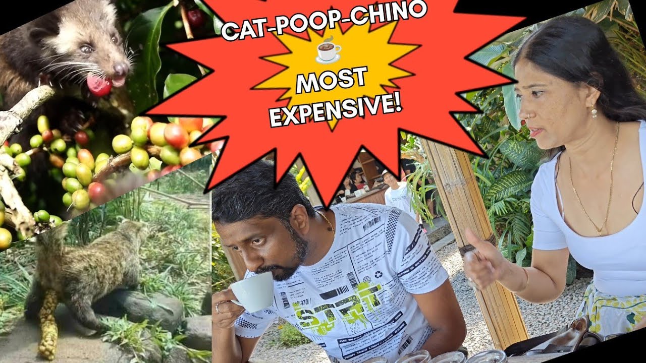 CAT-POOP-CHINO | Luwak Coffee Bali | Most Expensive Coffee | Satria Luwak | Bali Must Do | Poop  ☕️