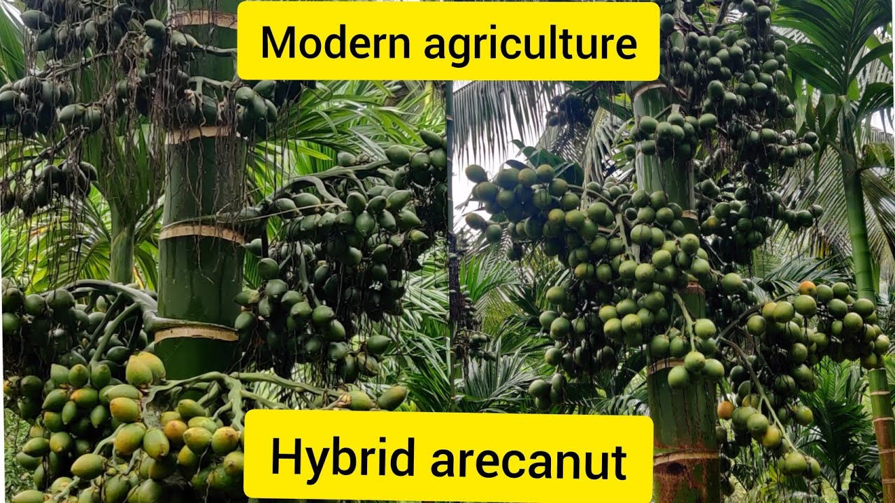 Fast growing hybrid arecanut plants [2021] #hybridarecanut #arecanut #betelnut