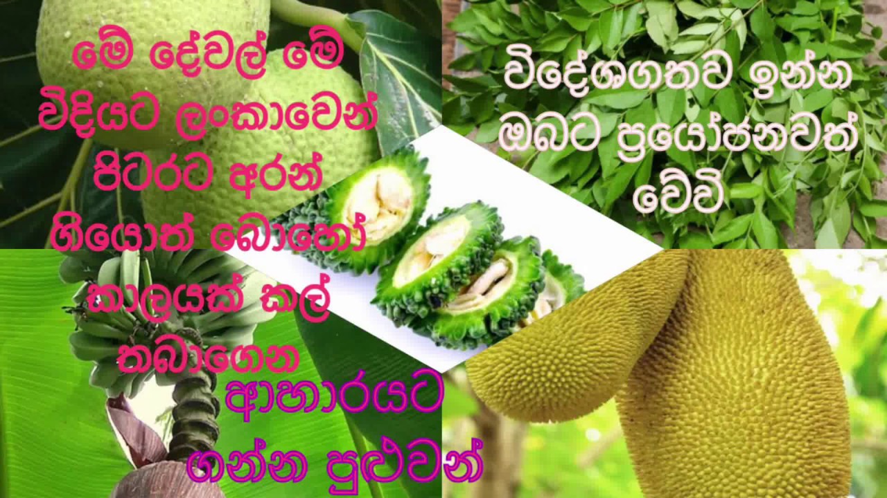 🌼ලංකාවෙන් පිටරට එද්දී ආහාර කිහිපයක් කල්තබා ගත හැකි  පහසු ක්‍රම පිළිබඳ ව දැන ගනිමු