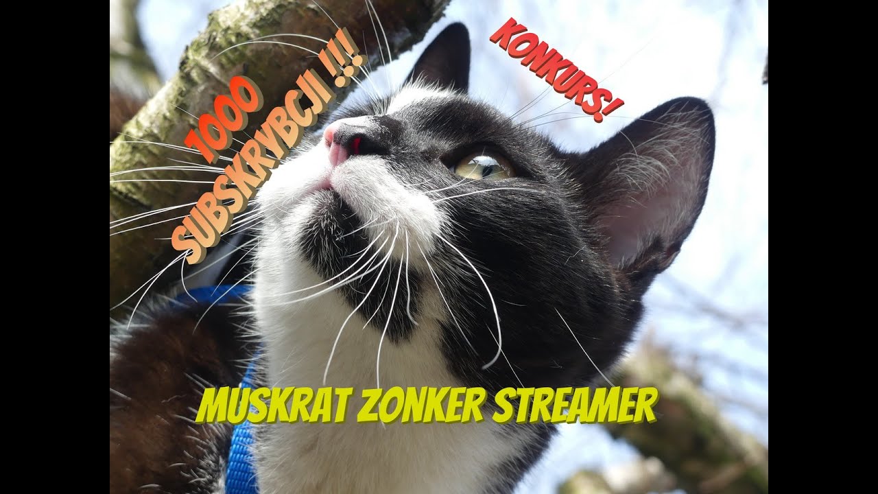 Muskrat Zonker Streamer Łatek Mistrz 1000 sub&oacute;w