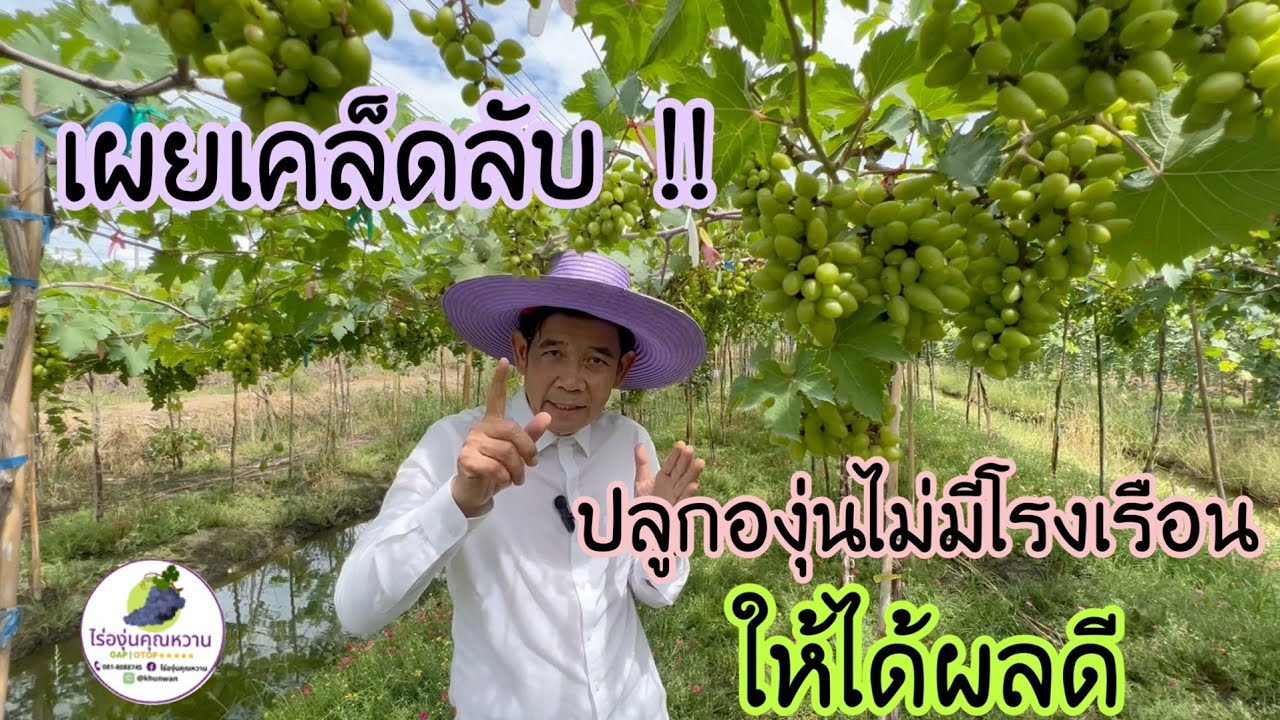 ปลูกองุ่น🍇 ไม่มีโรงเรือน ผลลัพธุ์หลักแสน💶 ดูคลิปนี้ครับ !!
