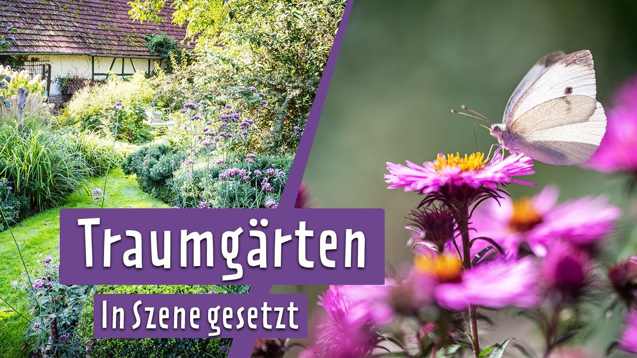 Traumgärten in Szene gesetzt: Mit Profi-Fotografen in drei wunderschönen Gärten | MDR Garten