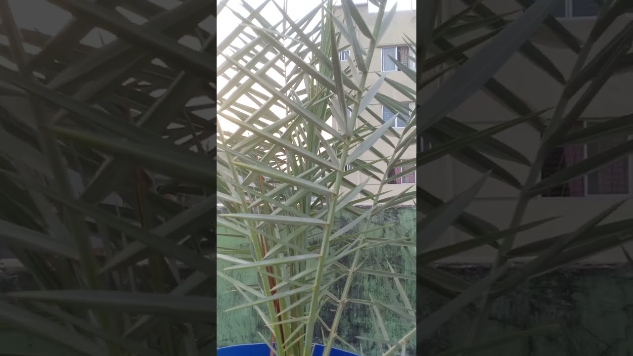 মনে বড় আশা ছিলো যাবো মদীনায়