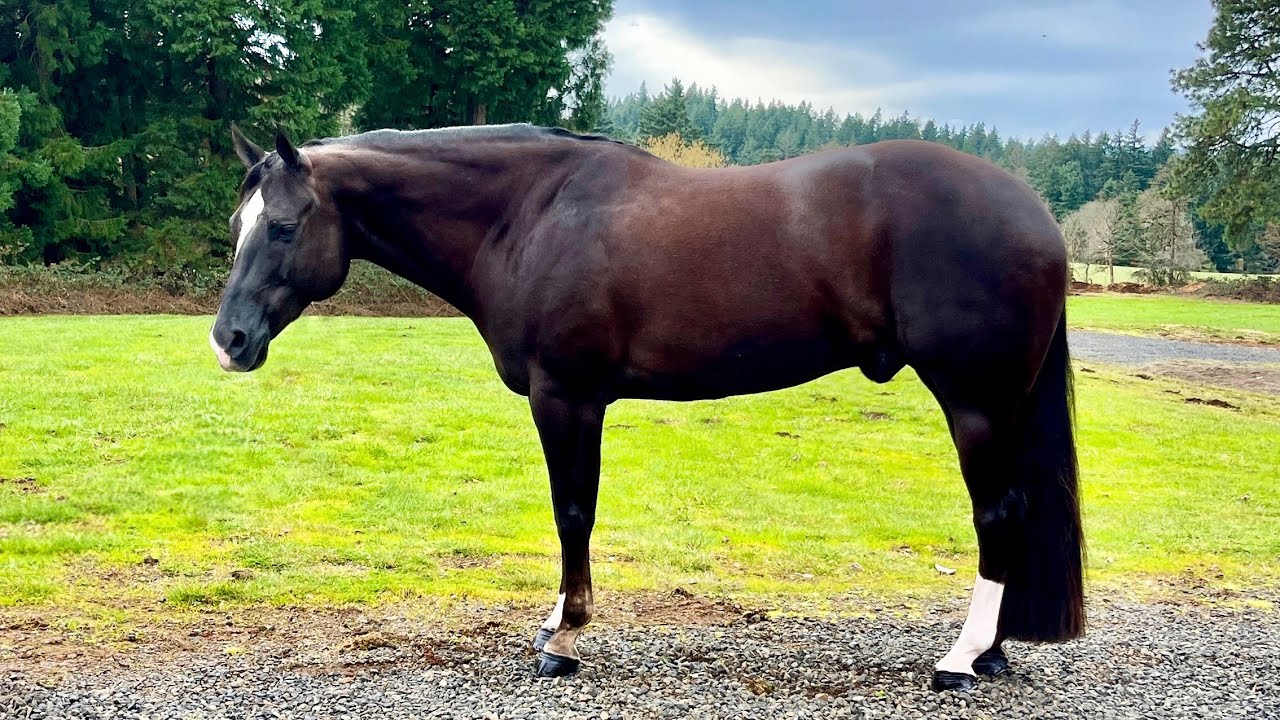 KM Best Man Standing- For Sale 16.1h Finished All Around Geld by RLBOS 