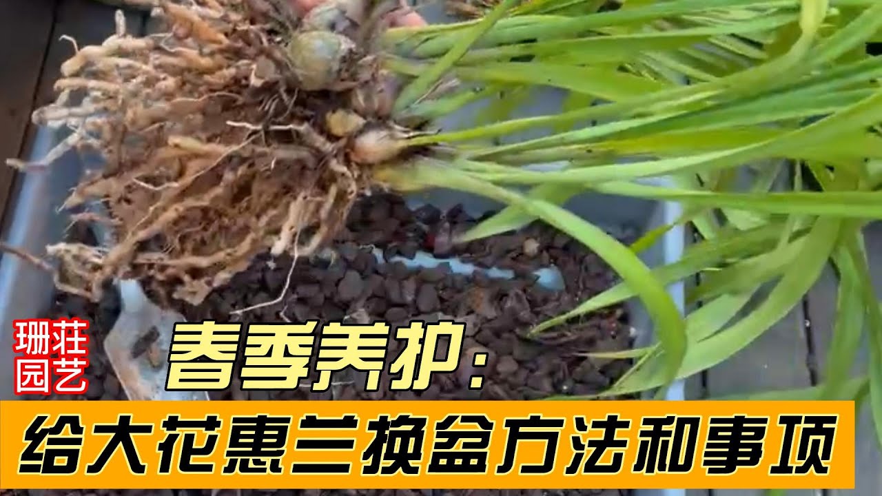175春季养护之换盆 :怎样给大花惠兰分盆换盆方法注意事项