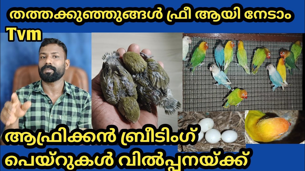 African love birds||Vilot mask ||Yellow Fischer ||Blue masked ||Green Fischer ||Mavo masked