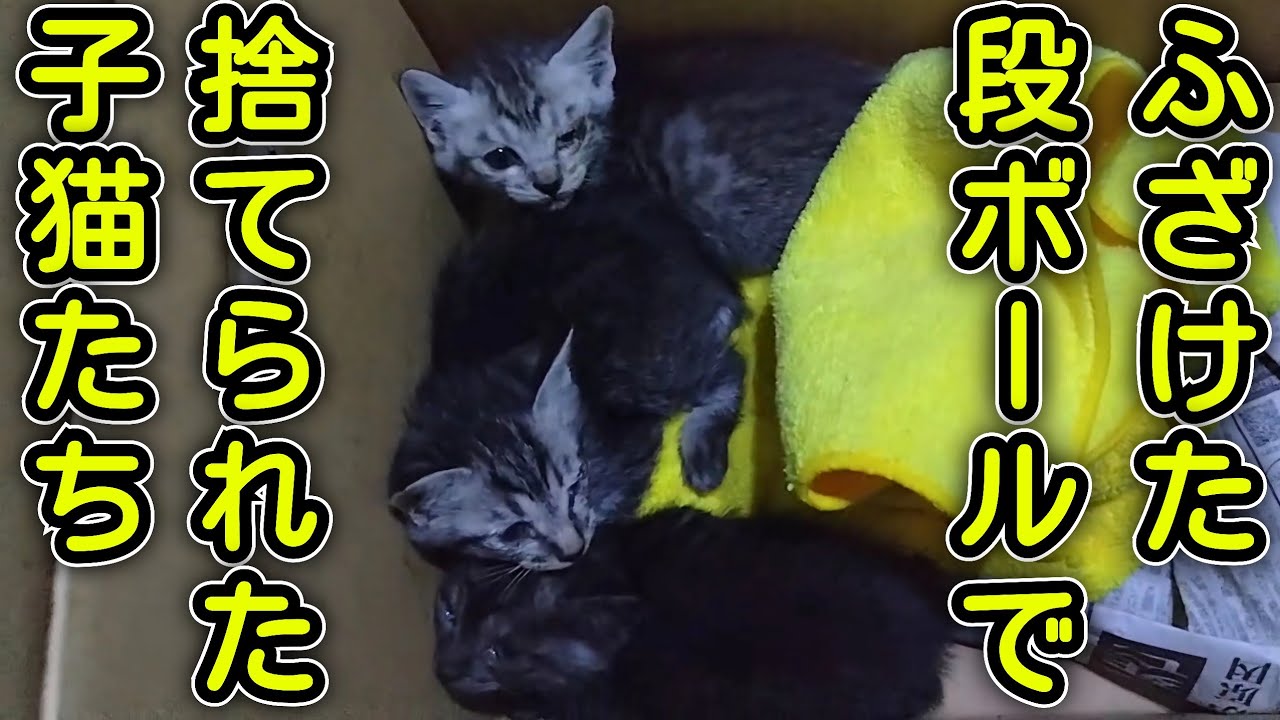 【緊急保護】段ボールで捨てられた子猫、警察の信じられない対応