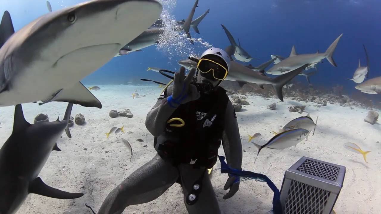 MIGUEL PASCUAL Shark Feeding Bahamas