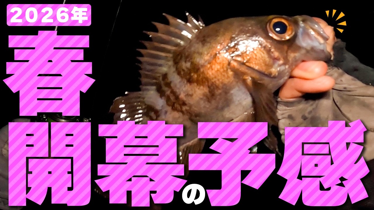 【メバリング】春本番はもうすぐ!?マヅメ時のフロートリグでメバル実釣【淡路島】