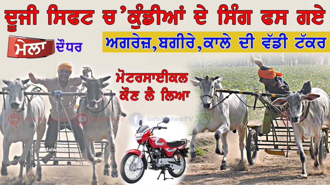 | ਮੇਲਾ ਦੌਧਰ ਦਾ ਅਗਰੇਜ਼, ਬਗੀਰੇ ਤੇ ਕਾਲੇ ਦੀ ਵੱਡੀ ਟੱਕਰ |💪💪 💪 DAUDHAR (Moga) OX RACES 2025#oxrace