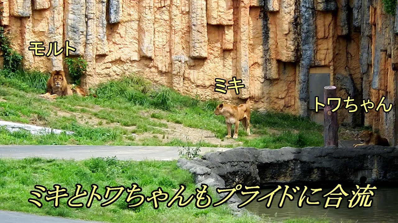 ミキとトワちゃんもプライドに　Miki and Towa join Pride　〜 Lion (ライオン)〜　～ 多摩動物公園 ～
