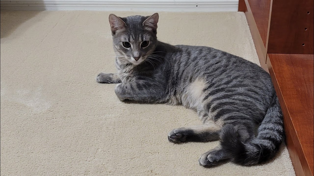 Grooming Claire's hairแปรงขนให้น้องแคลร์ #wilsonandclaire #cats #แมว #น้องวิลซันน้องแคลร์ #แมวน่ารัก
