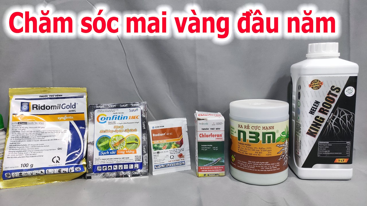 Phân thuốc chăm sóc mai vàng đầu năm