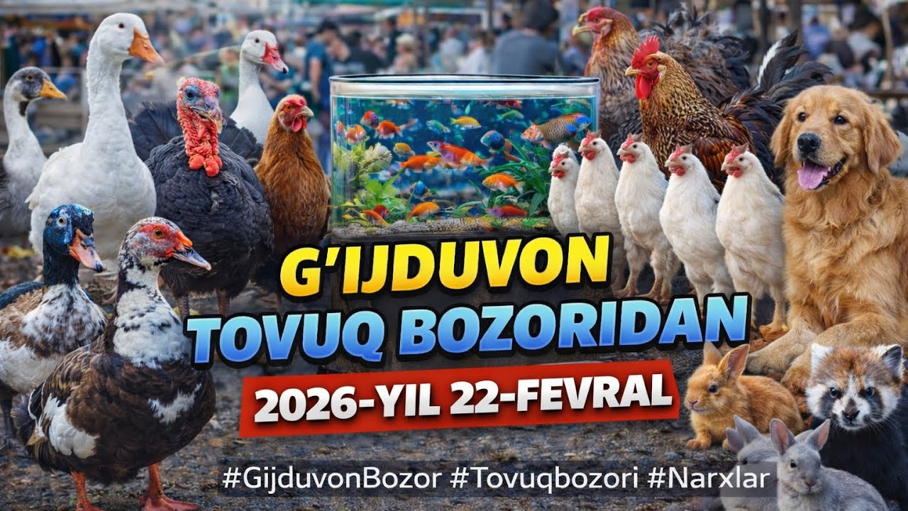 G‘ijduvon tovuq bozoridan BUGUN! 🐓 Kurka, o‘rdak, indautka, quyon, itlar | 22-fevral 2026 narxlar